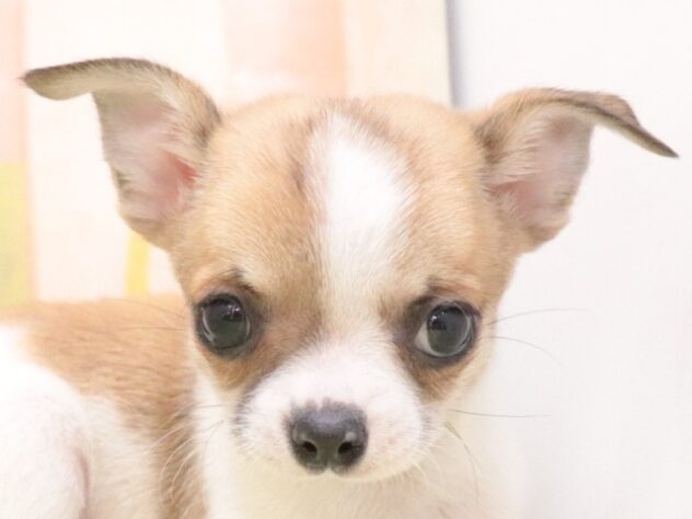 大阪府のチワワ(ロング) (アミーゴ鳳店/2025年10月2日生まれ/男の子/ホワイトフォーン)の子犬の2枚目の画像