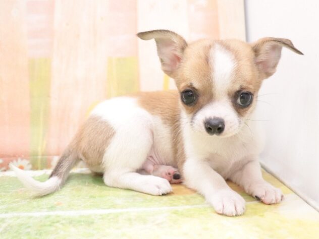 大阪府のチワワ(ロング) (アミーゴ鳳店/2025年10月2日生まれ/男の子/ホワイトフォーン)の子犬の3枚目の画像