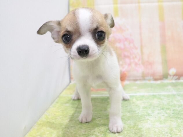 大阪府のチワワ(ロング) (アミーゴ鳳店/2025年10月2日生まれ/男の子/ホワイトフォーン)の子犬の4枚目の画像