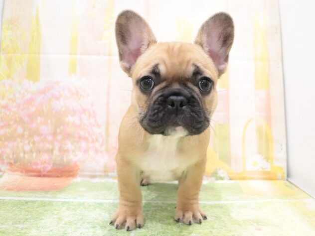 大阪府のフレンチブルドッグ (アミーゴ鳳店/2025年10月6日生まれ/男の子/フォーン)の子犬の2枚目の画像