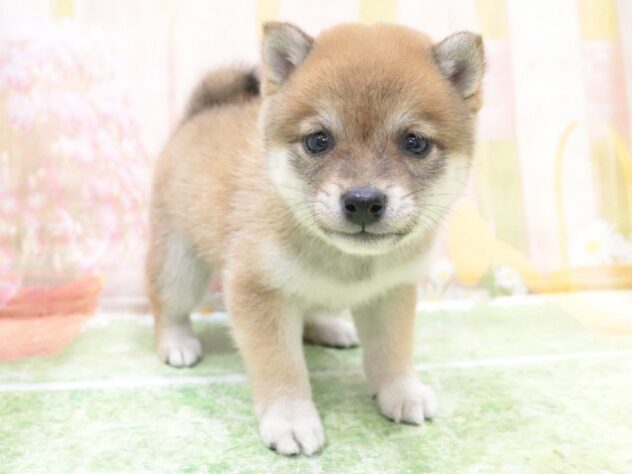 大阪府の豆柴 (アミーゴ鳳店/2025年10月6日生まれ/女の子/赤)の子犬の2枚目の画像