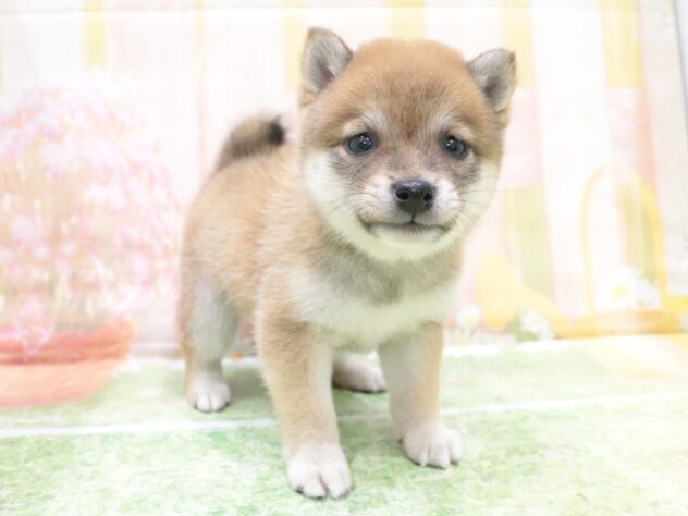 大阪府の豆柴 (アミーゴ鳳店/2025年10月6日生まれ/女の子/赤)の子犬の3枚目の画像