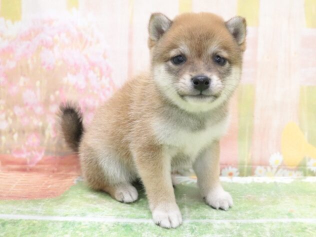 大阪府の豆柴 (アミーゴ鳳店/2025年10月6日生まれ/女の子/赤)の子犬の4枚目の画像