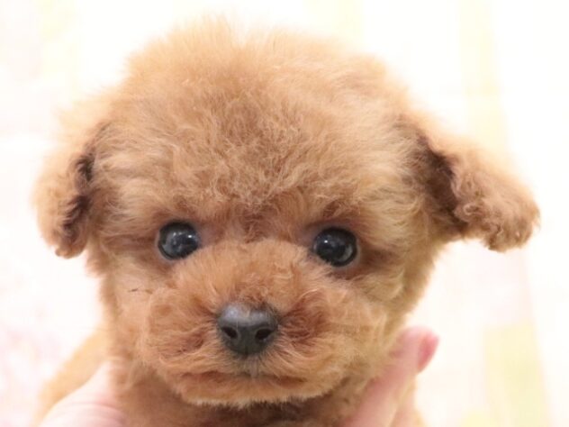 大阪府のトイプードル(トイ) (アミーゴ鳳店/2025年10月7日生まれ/男の子/レッド)の子犬の2枚目の画像