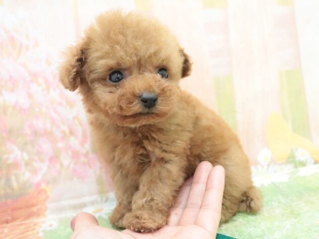 大阪府のトイプードル(トイ) (アミーゴ鳳店/2025年10月7日生まれ/男の子/レッド)の子犬の4枚目の画像