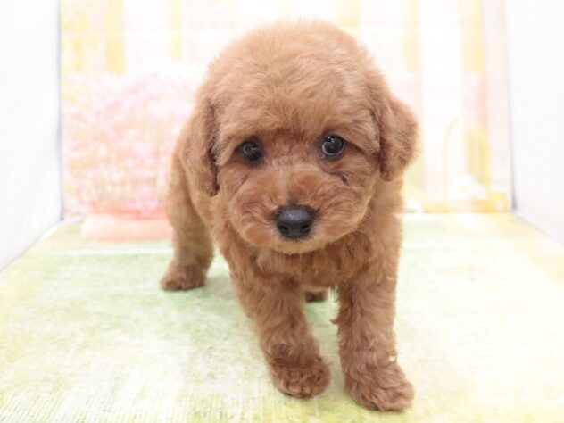 大阪府のトイプードル(トイ) (アミーゴ鳳店/2025年10月4日生まれ/男の子/レッド)の子犬の2枚目の画像