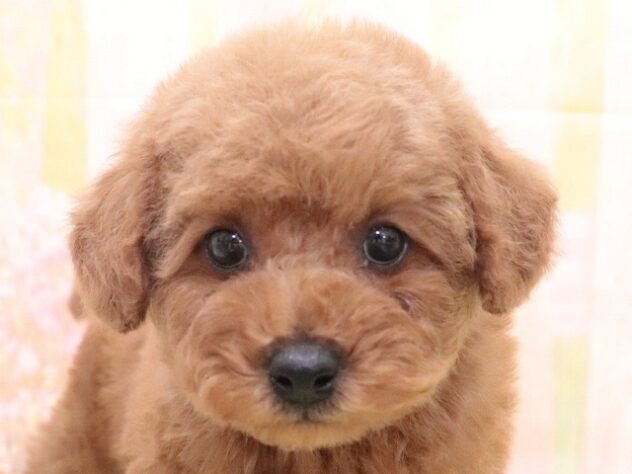 大阪府のトイプードル(トイ) (アミーゴ鳳店/2025年10月4日生まれ/男の子/レッド)の子犬の3枚目の画像