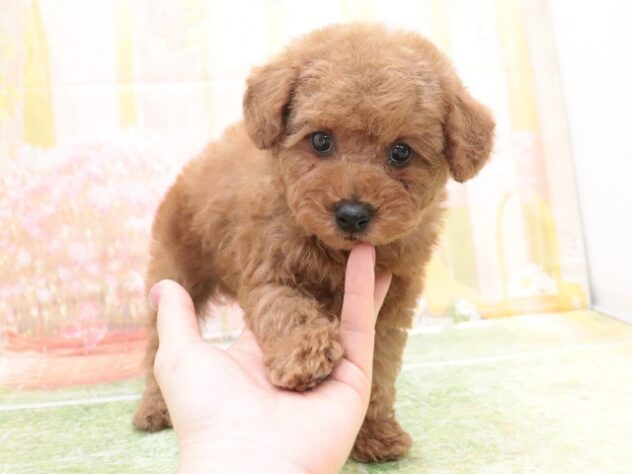 大阪府のトイプードル(トイ) (アミーゴ鳳店/2025年10月4日生まれ/男の子/レッド)の子犬の4枚目の画像