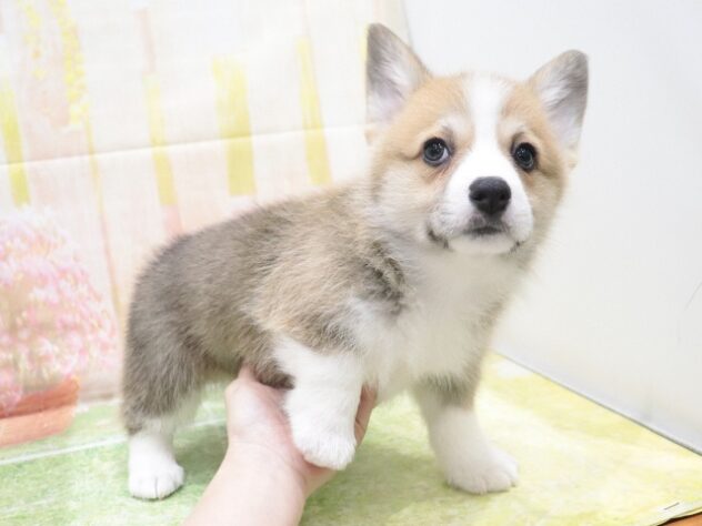 大阪府のウェルシュコーギーペンブローク (アミーゴ鳳店/2025年10月5日生まれ/女の子/レッドホワイト)の子犬の2枚目の画像