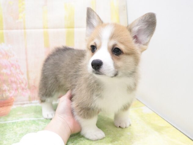 大阪府のウェルシュコーギーペンブローク (アミーゴ鳳店/2025年10月5日生まれ/女の子/レッドホワイト)の子犬の3枚目の画像