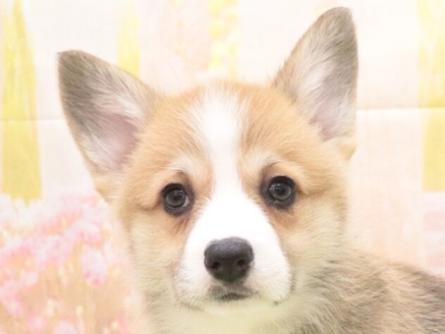 大阪府のウェルシュコーギーペンブローク (アミーゴ鳳店/2025年10月5日生まれ/女の子/レッドホワイト)の子犬の4枚目の画像