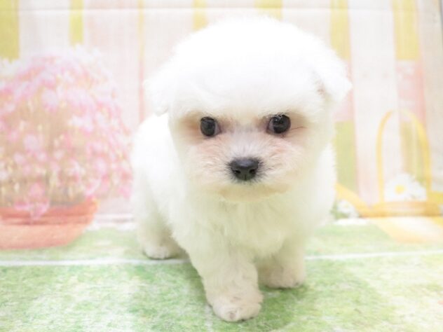 大阪府のビションフリーゼ (アミーゴ鳳店/2025年10月6日生まれ/女の子/ホワイト)の子犬の2枚目の画像