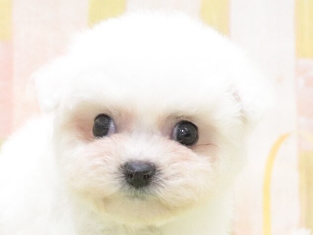 大阪府のビションフリーゼ (アミーゴ鳳店/2025年10月6日生まれ/女の子/ホワイト)の子犬の3枚目の画像