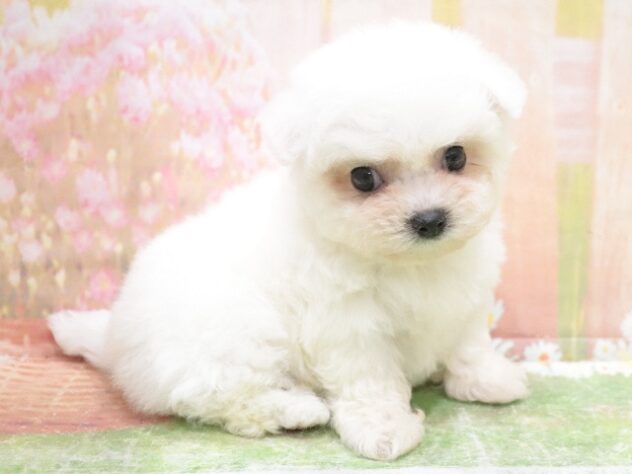 大阪府のビションフリーゼ (アミーゴ鳳店/2025年10月6日生まれ/女の子/ホワイト)の子犬の4枚目の画像