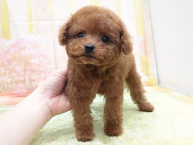 大阪府のトイプードル(トイ) (アミーゴ鳳店/2025年10月6日生まれ/女の子/レッドフォーン)の子犬の2枚目の画像