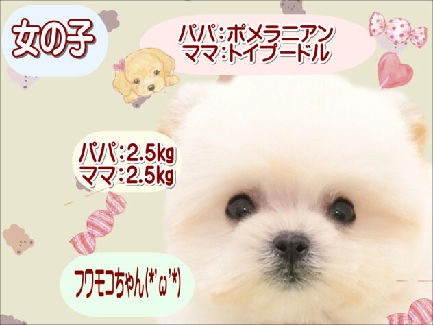 大阪府のハーフ犬・ミックス犬 (アミーゴ鳳店/2025年10月20日生まれ/女の子/ホワイト)の子犬の1枚目の画像