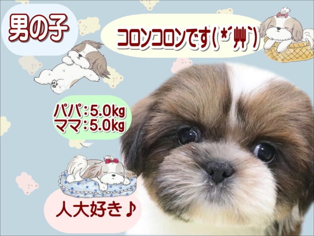 大阪府のシーズー (アミーゴ鳳店/2025年10月15日生まれ/男の子/ゴールドホワイト)の子犬の1枚目の画像