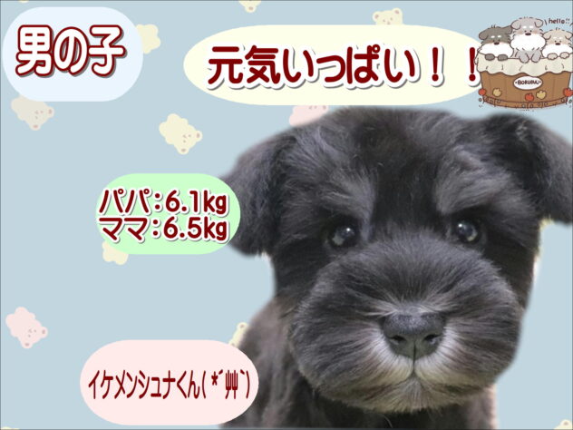 大阪府のミニチュアシュナウザー (アミーゴ鳳店/2025年10月17日生まれ/男の子/ブラックシルバー)の子犬の1枚目の画像