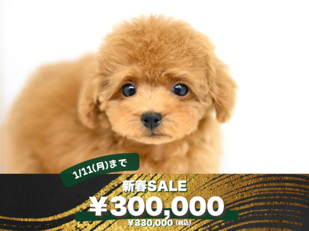 岡山県のトイプードル(トイ) (アミーゴ大安寺店/2025年9月11日生まれ/女の子/レッドフォーン)の子犬の1枚目の画像