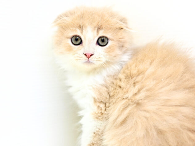 岡山県のフォールデックス (アミーゴ中庄店/2025年8月17日生まれ/男の子/クリームタビーホワイト)の子猫の3枚目の画像