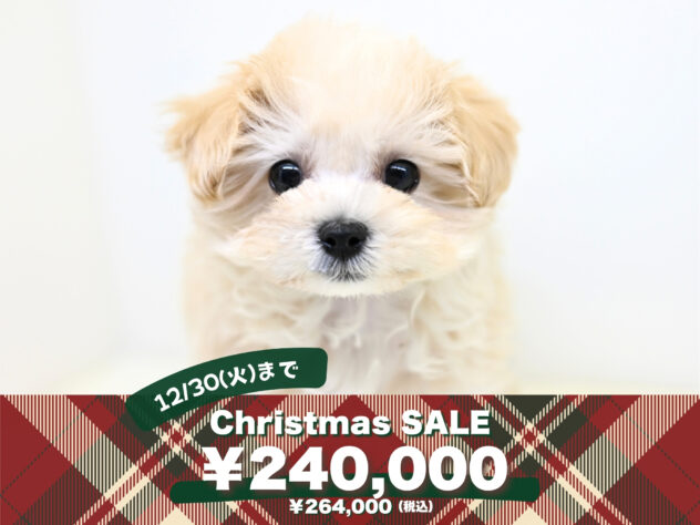 岡山県のハーフ犬・ミックス犬 (アミーゴ大安寺店/2025年9月22日生まれ/女の子/クリーム)の子犬の1枚目の画像