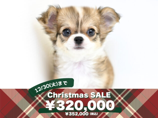 岡山県のチワワ(ロング) (アミーゴ大安寺店/2025年10月17日生まれ/女の子/レッドホワイト)の子犬の1枚目の画像