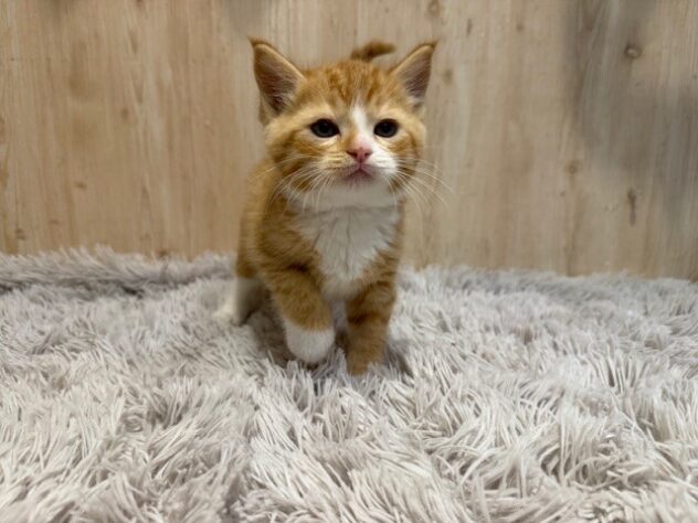 2025年10月3日生まれのスコティッシュフォールド