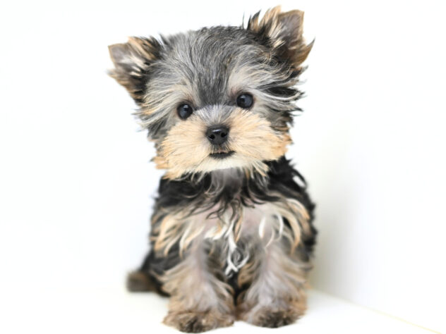 岡山県のヨークシャーテリア (アミーゴ大安寺店/2025年9月28日生まれ/女の子/スチールブルータン)の子犬の3枚目の画像