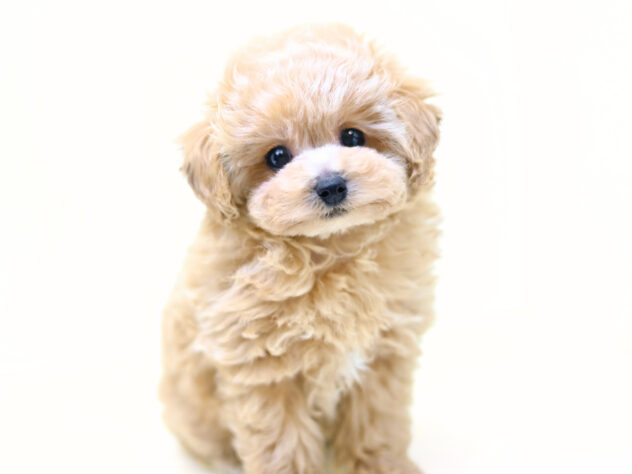 岡山県のハーフ犬・ミックス犬 (アミーゴ大安寺店/2025年10月21日生まれ/女の子/アプリコット)の子犬の4枚目の画像