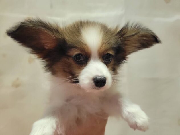 福島県のパピヨン (アミーゴ須賀川店/2025年9月8日生まれ/男の子/ホワイトブラウン)の子犬