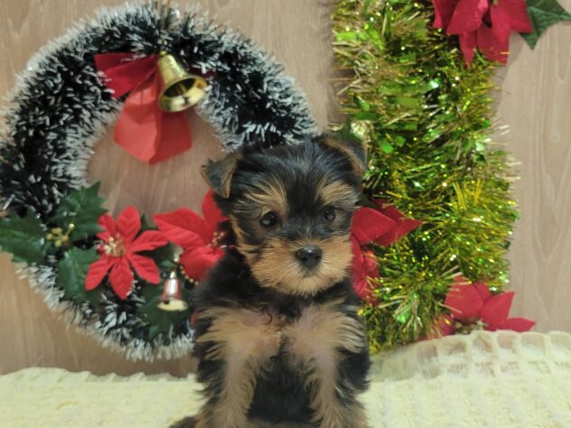 福島県のヨークシャーテリア (アミーゴ須賀川店/2025年10月13日生まれ/男の子/スチールブルータン)の子犬