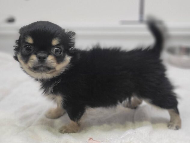 福島県のチワワ(ロング) (アミーゴ須賀川店/2025年10月19日生まれ/男の子/ブラックタン)の子犬の3枚目の画像