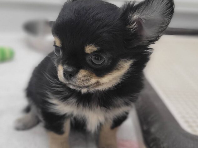 福島県のチワワ(ロング) (アミーゴ須賀川店/2025年10月19日生まれ/男の子/ブラックタン)の子犬の2枚目の画像