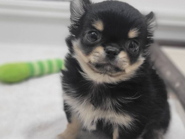 福島県のチワワ(ロング) (アミーゴ須賀川店/2025年10月19日生まれ/男の子/ブラックタン)の子犬の4枚目の画像