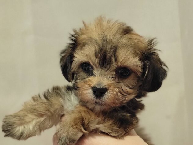 福島県のハーフ犬・ミックス犬 (アミーゴ須賀川店/2025年10月19日生まれ/女の子/シェーデットレッド)の子犬の1枚目の画像