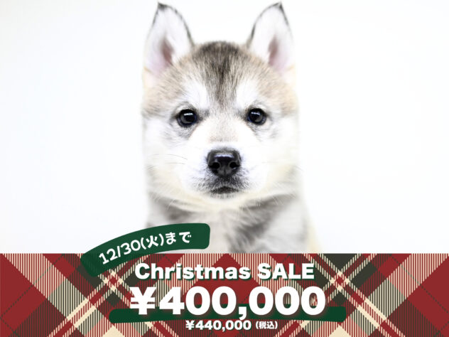 岡山県のシベリアンハスキー (アミーゴ大安寺店/2025年10月12日生まれ/女の子/シルバーホワイト)の子犬の1枚目の画像