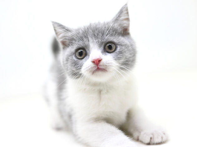 岡山県のブリティッシュショートヘアー (アミーゴ大安寺店/2025年10月23日生まれ/女の子/ブルーホワイト)の子猫の3枚目の画像