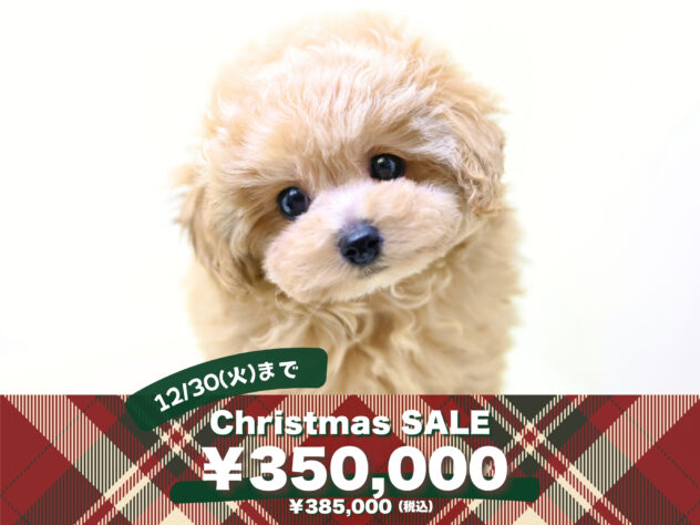 岡山県のハーフ犬・ミックス犬 (アミーゴ大安寺店/2025年10月21日生まれ/女の子/アプリコット)の子犬の1枚目の画像