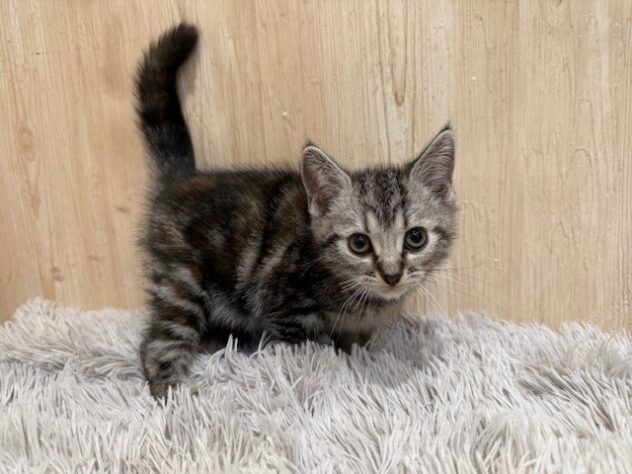 2025年10月3日生まれのアメリカンショートヘアー