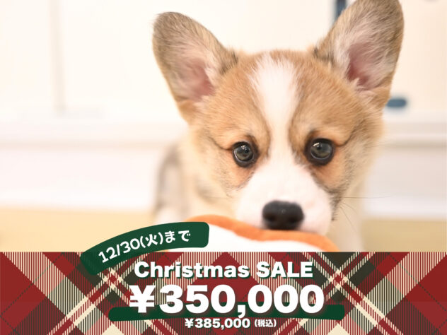 岡山県のウェルシュコーギーペンブローク (アミーゴ大安寺店/2025年10月5日生まれ/男の子/レッドホワイト)の子犬の1枚目の画像