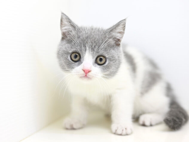 岡山県のブリティッシュショートヘアー (アミーゴ大安寺店/2025年10月23日生まれ/女の子/ブルーホワイト)の子猫の2枚目の画像