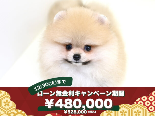 岡山県のポメラニアン (アミーゴ大安寺店/2025年5月16日生まれ/女の子/ウルフセーブル)の子犬の1枚目の画像