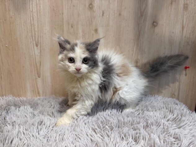 茨城県のセルカークレックス (アミーゴ神栖店/2025年9月25日生まれ/女の子/ブルーパッチドタビーホワイト)の子猫