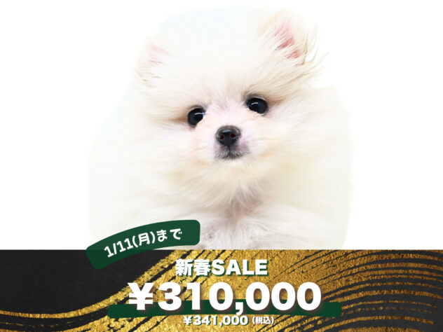 岡山県のポメラニアン (アミーゴ大安寺店/2025年8月17日生まれ/女の子/ホワイト)の子犬の1枚目の画像