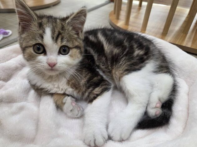 福島県のスコティッシュフォールド (アミーゴ福島南店/2025年9月23日生まれ/男の子/ブラウンタビーホワイト)の子猫