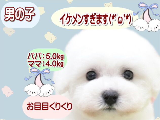 大阪府のビションフリーゼ (アミーゴ鳳店/2025年10月26日生まれ/男の子/ホワイト)の子犬の1枚目の画像