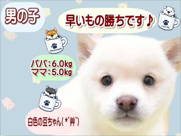 大阪府の豆柴 (アミーゴ鳳店/2025年10月29日生まれ/男の子/白)の子犬