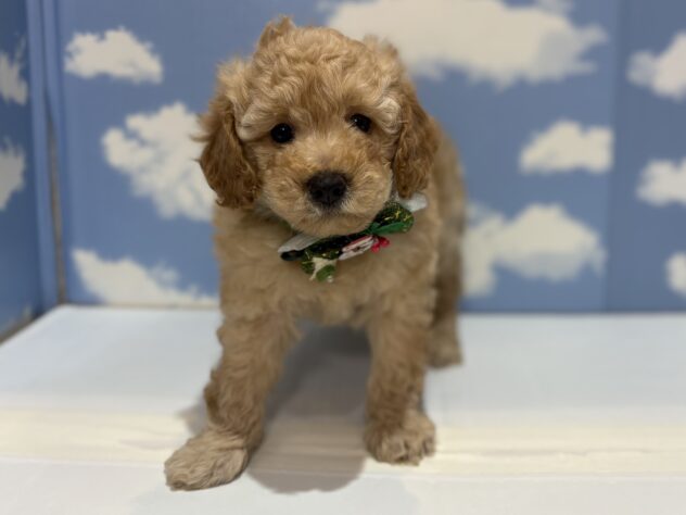 山形県のトイプードル(トイ) (アミーゴ山形南店/2025年10月15日生まれ/男の子/オレンジフォーン)の子犬の1枚目の画像