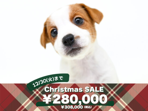 岡山県のジャックラッセルテリア (アミーゴ大安寺店/2025年9月28日生まれ/女の子/タンホワイト)の子犬の1枚目の画像