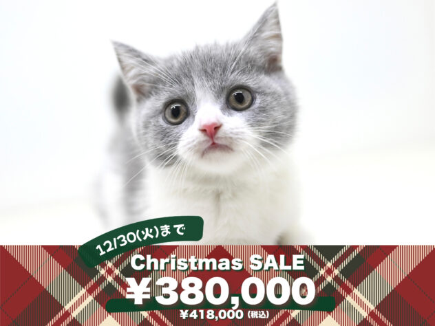 岡山県のブリティッシュショートヘアー (アミーゴ大安寺店/2025年10月23日生まれ/女の子/ブルーホワイト)の子猫の1枚目の画像